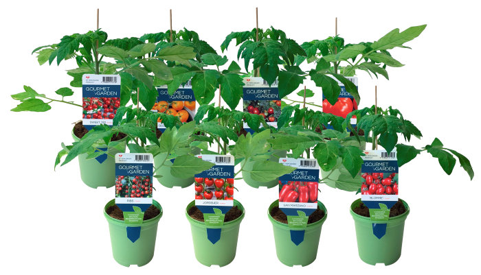 Tomatplanter mix i 11 cm potte